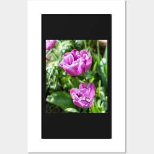 Peony flowered tulip Posters and Art